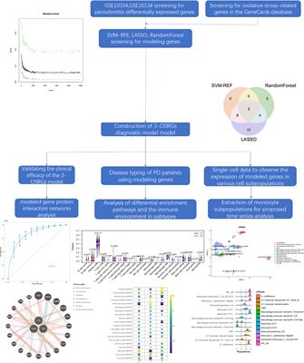Uncovering the potential role of oxidative stress in the development of periodontitis and establishing a stable diagnostic model via combining single-cell and machine learning analysis